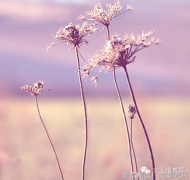 【今夕子上夕】优美的句子