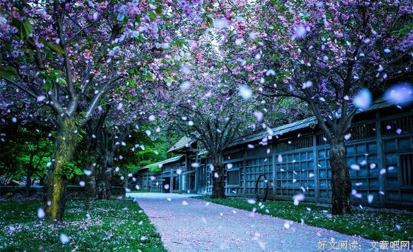 《樱花集》的句子