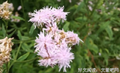 有关年看是对们风毛的句子
