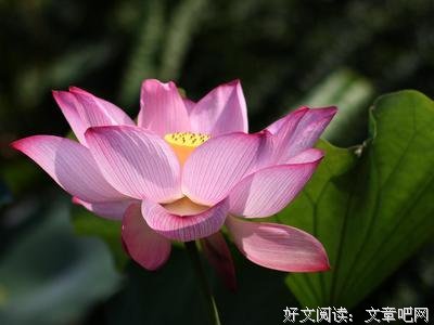巴拉巴西成功定律读后感10篇