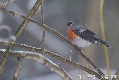 《雪中灰》经典观后感10篇
