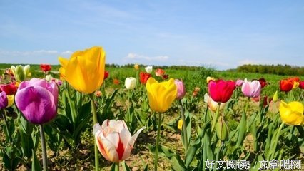 写给狮子座低谷时的一封加油信