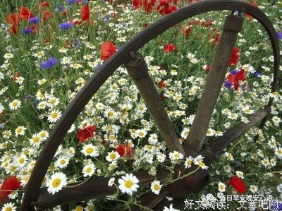 情不知所起优美的句子