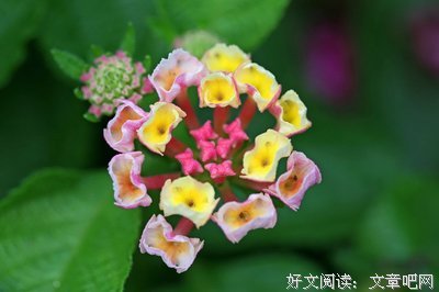花语