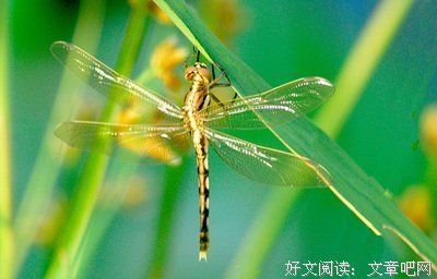 《道作子的》的句子