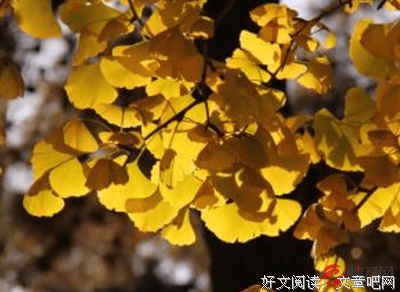 有关橘子的句子