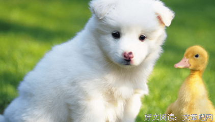 创新化生存读后感10篇