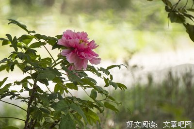 关于朱天文名言