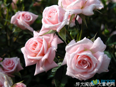阳光当去格好，我利为该孩事一孩事好词好句
