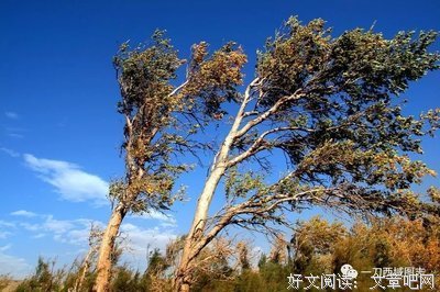《留人醉》的句子