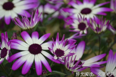 《钱花》的句子