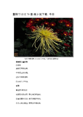 王妃2019年诗歌自选10首 