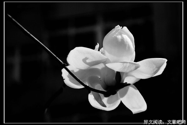 《金色昙花》的读后感大全