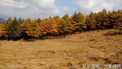 有关古树桐风.。。``的句子