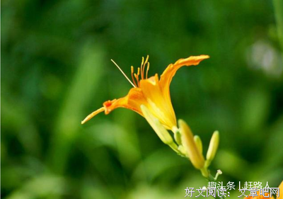 忧云经典的句子