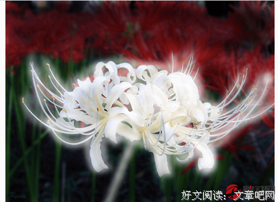 关于彼岸花的奢望的优美句子