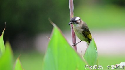 感时花溅泪好词好句
