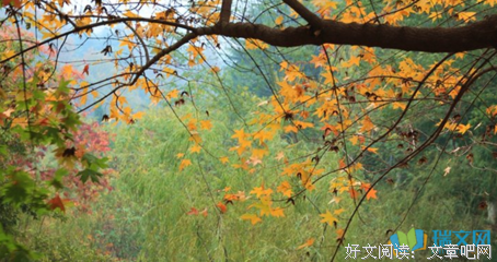 秋雨散文的优美句子