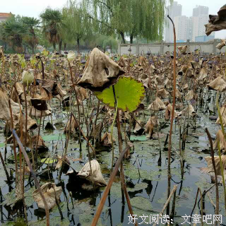 林特特名言
