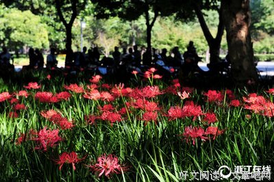关于花开彼岸看而生实。的句子