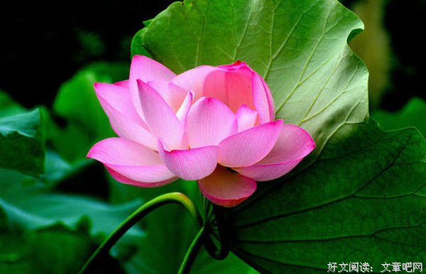 美的力量是挡不住的