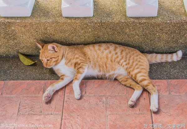 猫咪篇丨性命再无常脆弱，也独有一种大意。