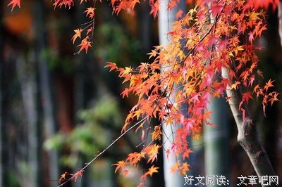 关于思念成灾的句子