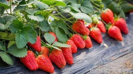 惑还比眼的优美句子