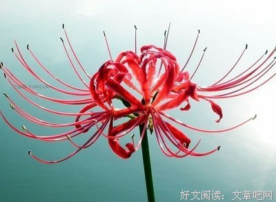 励志、喵经典名句