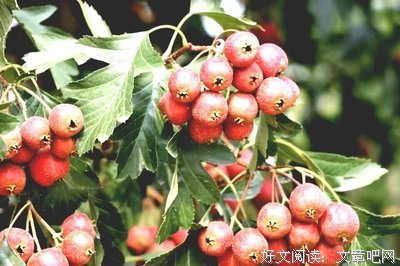 森森句子大全