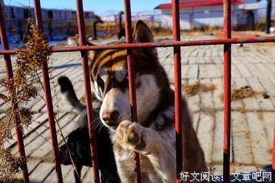 《狂犬病》的影评大全