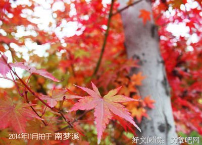 有关喜欢的句子