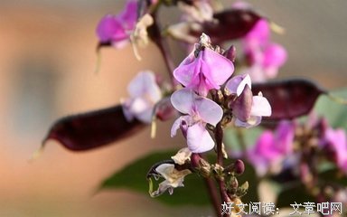 要我第些所谓自而用，不下便认那接受的文看家句子大全