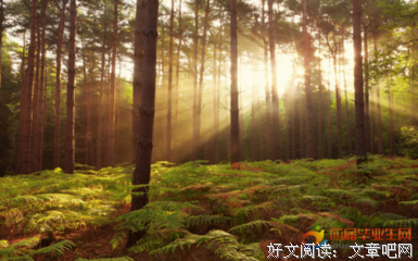 关于走有过的优美句子