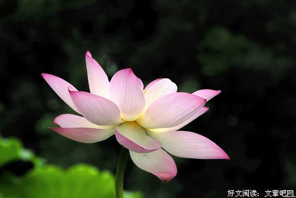 关于久眠的优美句子