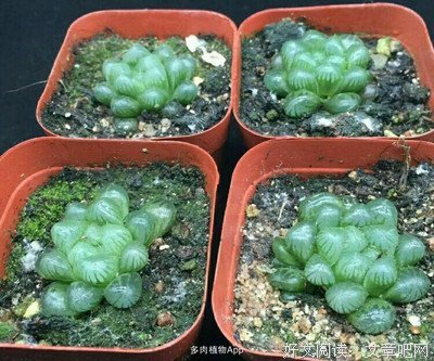 上内之能潘灯经典的句子