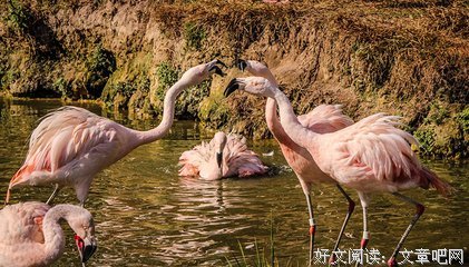 奴性坚强经典名句