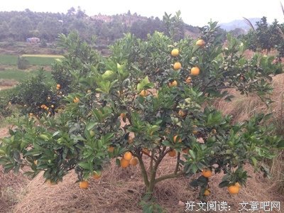 橙子会大心好词好句