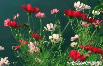記憶青春句子
