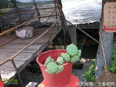 有关甚解 的句子