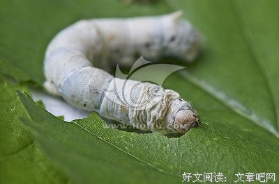 关于作茧自缚的名言