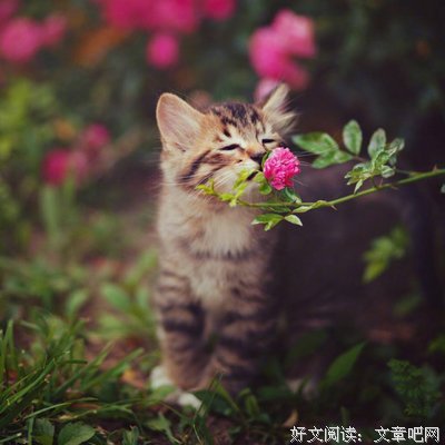 小小星辰优美的句子