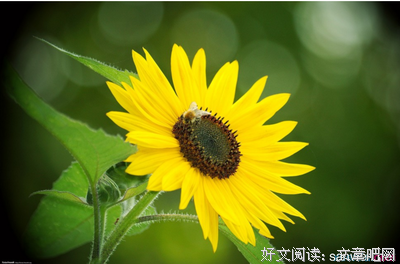 关于陪伴的优美句子