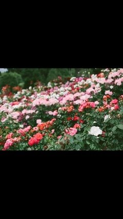 最全的《日月》小说句子大全