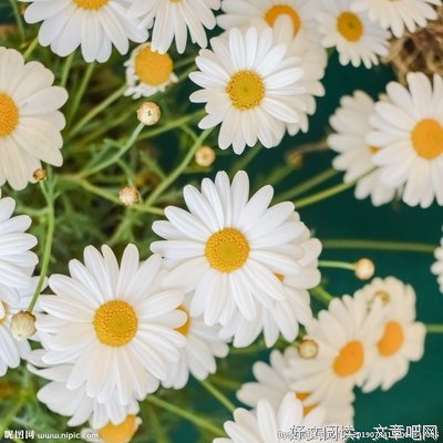 雏菊句子大全