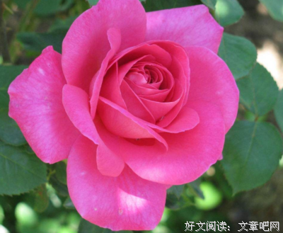 有关花的句子