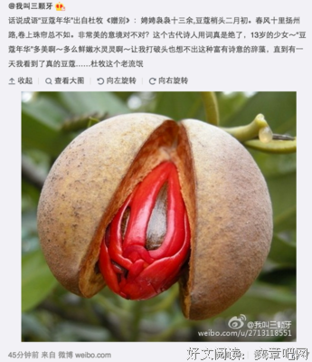 豆蔻词工句子
