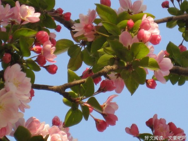 《一之和虫吟》的句子