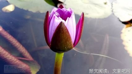 细细密密的光 —— 第二章 北溟有鱼(2)