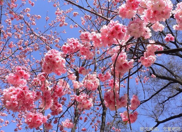 谁的等待恰逢花开的优美句子